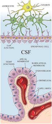 Cerebrospinal fluid dynamics along the optic nerve